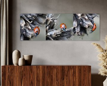 Drieluik, Collage Lieveheersbeestje van Gonnie van Hove