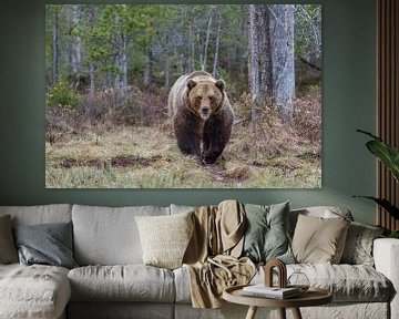 Brown Bear by Leendert van Bergeijk