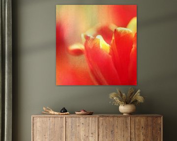 red tulip by Lory van der Neut