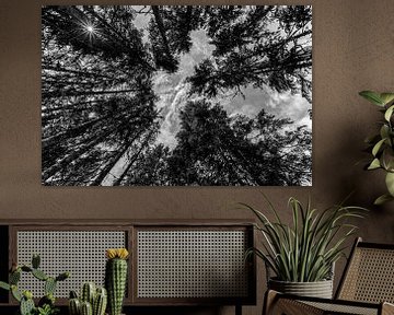 Reuzen in het bos(zwart wit) von Richard Driessen
