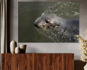Zwemmende zeehond van André Hamerpagt