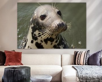 Portret van een nieuwsgierige zeehond!