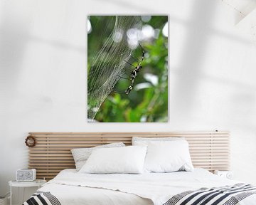 Spider Costa-Rica by Globe Trotter