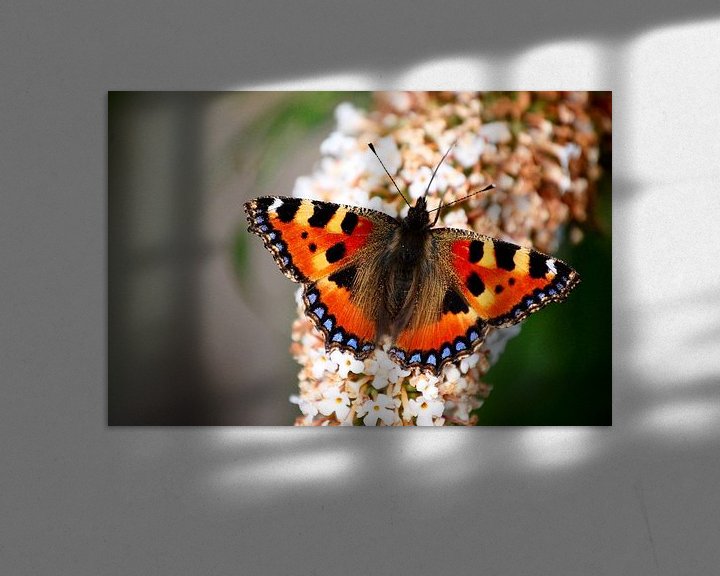 Sfeerimpressie: Dagpauwoog vlinder  van Edwin Teuben