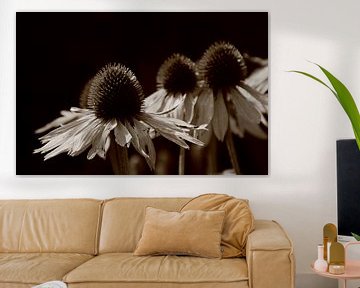 Echinacea  von Jessica Berendsen