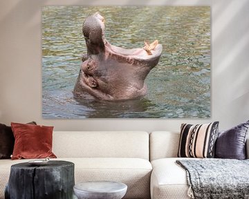 Kop van een nijlpaard met opengesperde bek van Tonko Oosterink