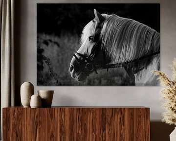 paard geniet van omgeving zwart wit sur nikita van der Starre- Zagers