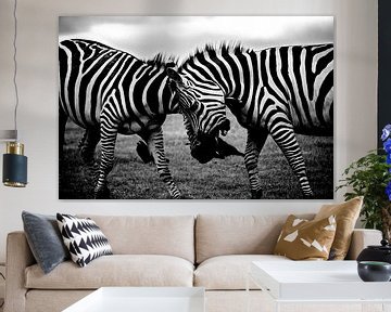 Zebra, Afrika, Safari von Roger VDB