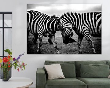 Zebra, Afrika, Safari van Roger VDB