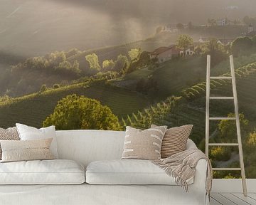 Vinyards of Piemonte by Sander Strijdhorst