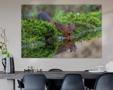 Eekhoorn met spiegeling /squirrel with reflection von Anna Stelloo