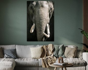 Aziatische olifant met grote slagtanden van Sjoerd van der Wal