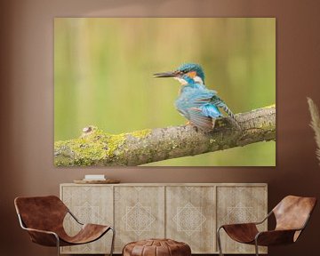 Ijsvogel /Common Kingfisher van Anna Stelloo