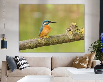 Ijsvogel /Common Kingfisher van Anna Stelloo