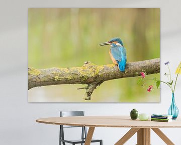 Ijsvogel /Common Kingfisher van Anna Stelloo