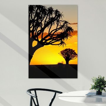 Kokerbomen in Namibië