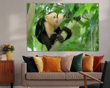 Worried capuchin monkey in tree von Tim Verlinden