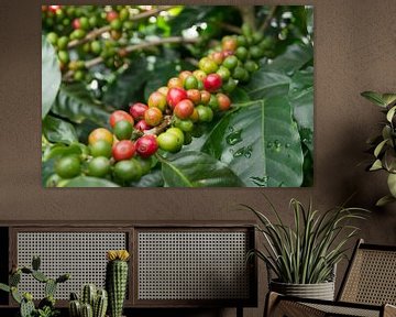 Coffee plant with beans in green, orange and red sur Tim Verlinden