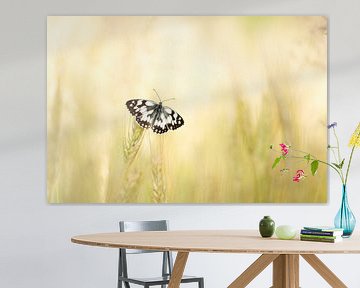 Marbled white by Judith Borremans