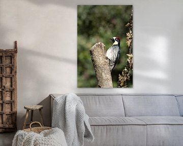 Acorn woodpecker on the watch von Tim Verlinden