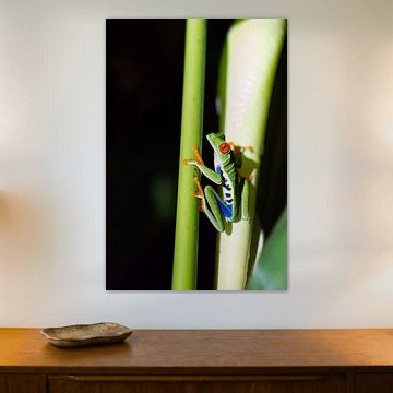 Roodoogmakikikker tussen 2 stengels