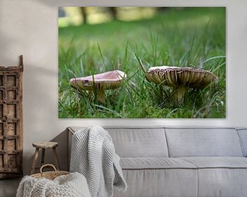 Twee padden stoelen stonden in het bos. van Jan Radstake