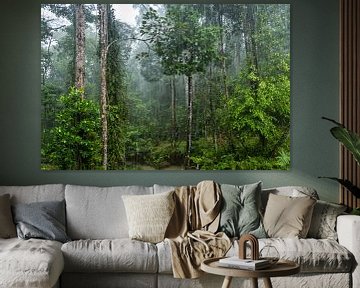 Regenwoud in Borneo van Jasper den Boer