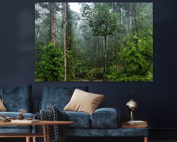 Regenwoud in Borneo