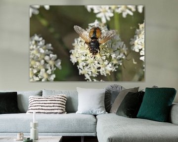 Honingbij op bloem van Walter Frisart