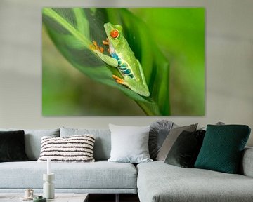 Red-eyed tree frog on a leaf sur Tim Verlinden