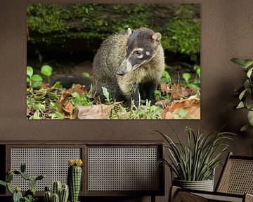 Sitting white-nosed coati von Tim Verlinden