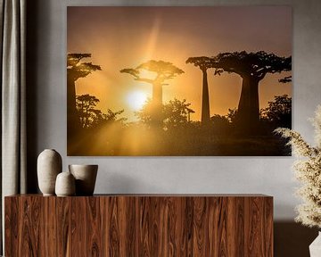 Zonsondergang in Allée des Baobabs van Cas van den Bomen