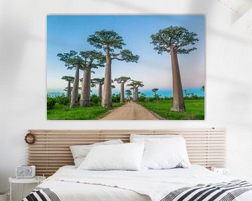 Allée des Baobabs sur Cas van den Bomen
