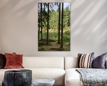 trees and waterpond in the Harz