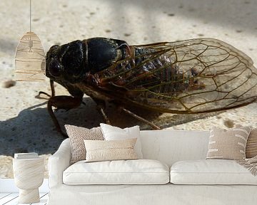 Close up van een Cicade  van Gonnie van Hove