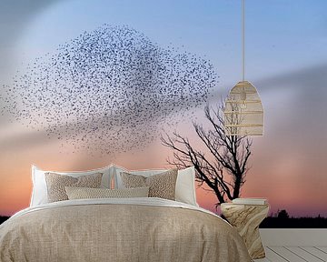 Starlings during sunset gathering for the night. by Francis Dost