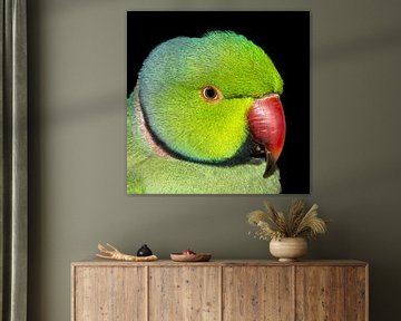 Psittacula krameri / Parrot sur Rob Smit