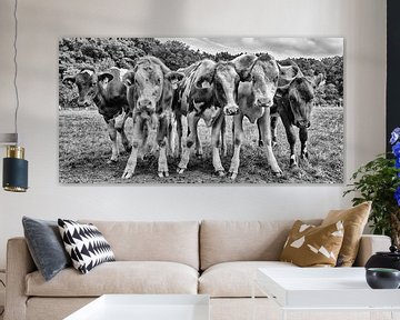Neugierige Kühe von Jessica Berendsen