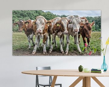 Vaches curieuses sur Jessica Berendsen