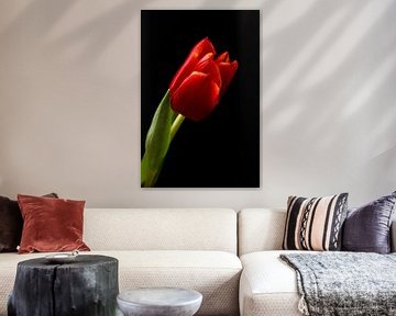 Schwarze Tulpe von Barbara van Biezen