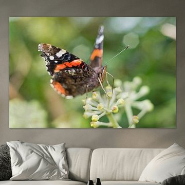 The Red Admiral