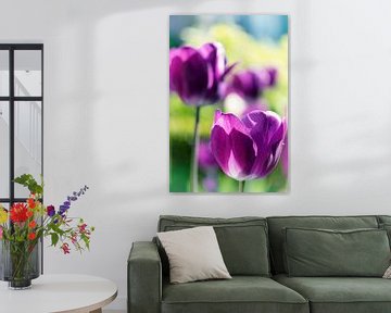 Purple tulips by Jessica Berendsen
