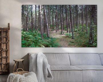 Pine forest with ferns