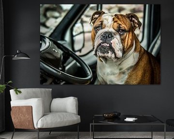 Portret van een Bulldog