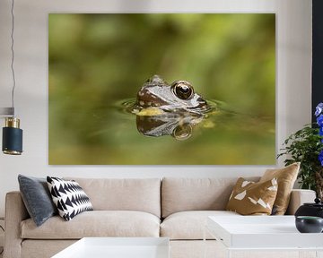 Bruine kikker (Rana Temporaria) , Common frog , Grass Frog , Grasfrosch , Grenouille rousse van Art Wittingen