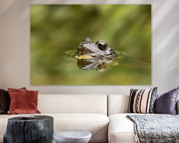 Bruine kikker (Rana Temporaria) , Common frog , Grass Frog , Grasfrosch , Grenouille rousse von Art Wittingen