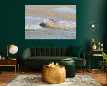 Grijze zeehond , Grey Seal sur Art Wittingen
