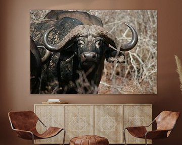 Buffel in Krugerpark Zuid Afrika van Sandra van Vugt