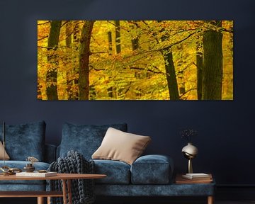 Fallwaldansicht mit Buchebäumen und goldenen Blättern von Sjoerd van der Wal