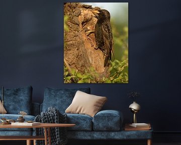 Spreeuw met jong in nestholte , Starling with young in nest cavity by Art Wittingen